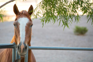 Meadows Ranch Horse