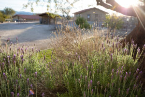 Flowers at Meadows Ranch