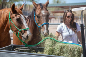 Meadows Ranch equine