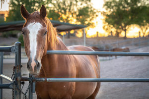 Meadows Ranch equine