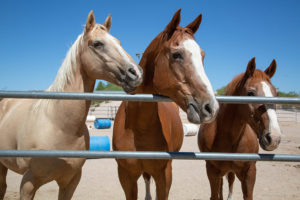 Meadows Ranch horses