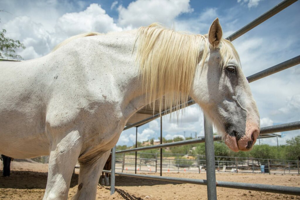 Horse equine therapy