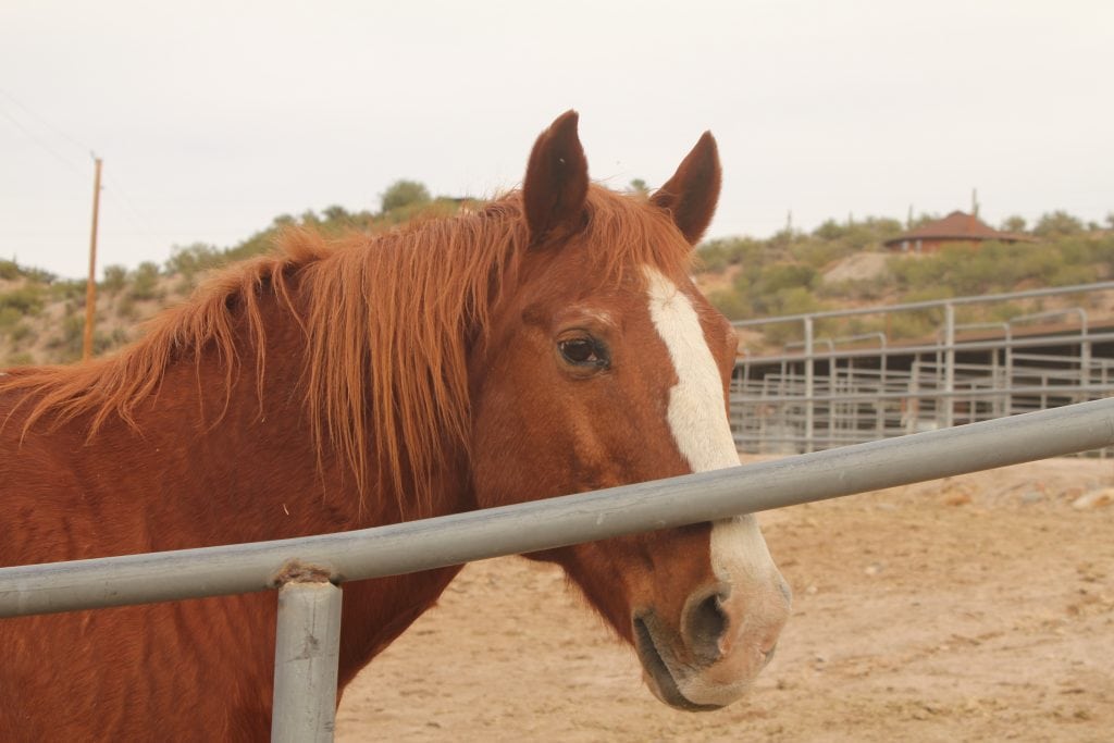 The Meadows Ranch Horse