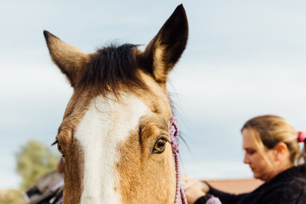 Horses Are Like Guardian Angels