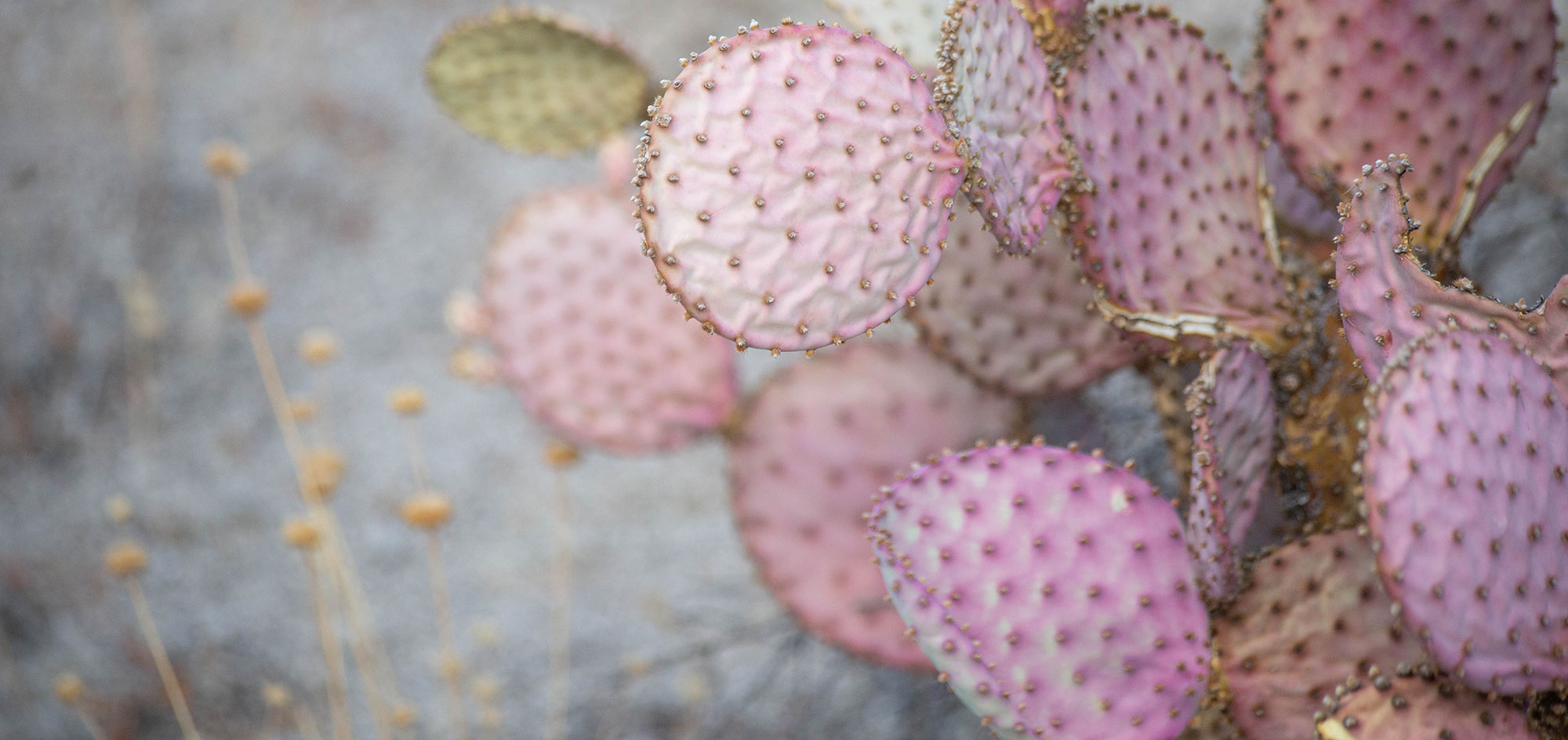 pink cactus