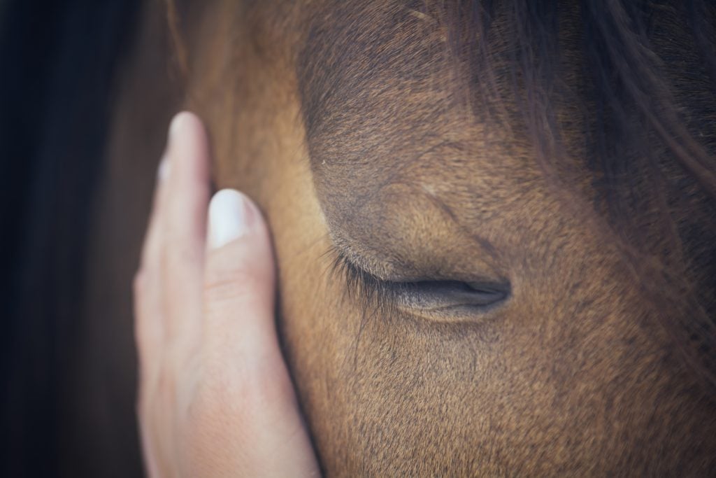 Horses Helping Humans