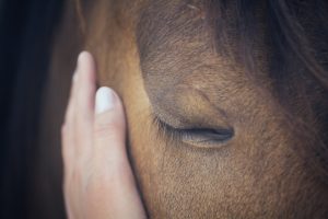 Horses Helping Humans